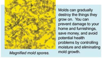 Magnified mold spores